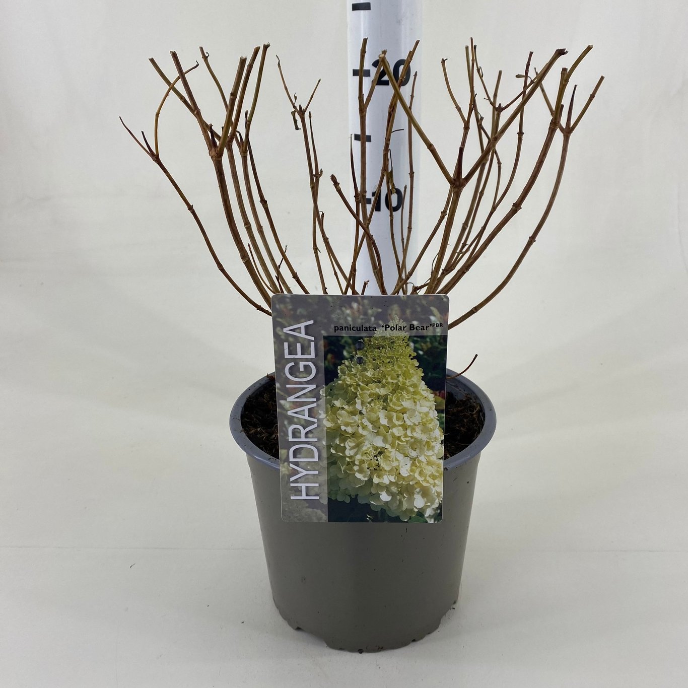 Hydrangea pan. 'Polar Bear' - C3 20-30 CM